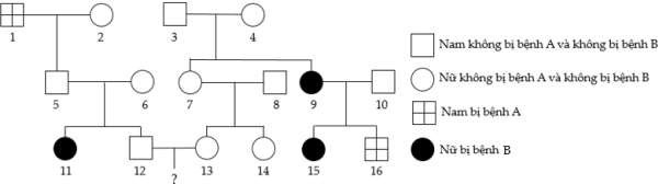 Cho sơ đồ phả hệ sau: Biết mỗi bệnh do 1 trong 2 allele của 1 gene quy định, người số 10 không mang allele gây bệnh A, người số 8 mang allele gây bệnh B và các gene phân li độc lập. (ảnh 1)