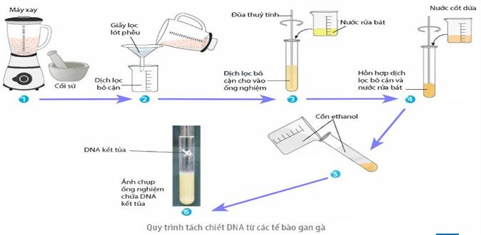Đây là quy trình tách chiết DNA từ các tế bào gan gà. (ảnh 1)