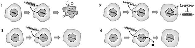Hình vẽ mô tả các nguyên lí liệu pháp gene Dựa vào thông tin trên em hãy viết liền các số tương ứng với quá trình đưa gene lành, gene chỉnh sửa, gene ức chế, gene hây chết vào tế bào. (ảnh 1)
