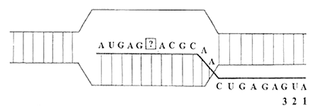 Hình dưới đây mô tả một giai đoạn của quá trình phiên mã xảy ra trong vùng mã hóa của một gene ở sinh vật nhân sơ. Vị trí nucleotide 1-2-3 là bộ ba mở đầu; các nucleotide còn lại của gene không được thể hiện trên hình. (ảnh 1)