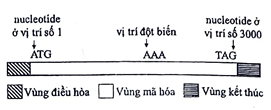Một gene ở sinh vật nhân sơ có cấu trúc được thể hiện ở hình bên; trong đó, ATG và TAG lần lượt là mã mở đầu và mã kết thúc của gene. Một đột biến thay thế cặp nucleotide làm biến đổi bộ ba AAA thành TAA (ảnh 1)