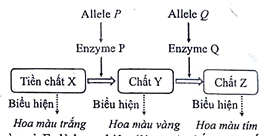 Ở một loài thực vật, màu hoa do 2 cặp gene nằm trên 2 cặp NST thường khác nhau quy định. Mỗi gene gồm 2 allele có quan hệ trội lặn hoàn toàn. Sơ đồ bên thể hiện chuỗi chuyển hóa hình thành màu hoa ở loài này;  (ảnh 1)