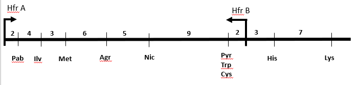 Một chủng F+ mang các gene kiểu dại (F+ prototrophic) được nuôi cấy, sau 1 thời gian các chủng Hfr (kí hiệu A, B) được phân lập từ môi trường nuôi cấy chủng F+. Các chủng Hfr này được đem lai với các chủng F- có kiểu gene (ảnh 1)