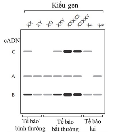 Ở động vật có vú, trong mỗi tế bào của cơ thể cái thường có một NST X bị bất hoạt một cách ngẫu nhiên ở giai đoạn sớm của quá trình phát triển gọi là thể Barr. Ở người, quá trình bất hoạt NST X có sự tham gia của hơn 1000 gene. (ảnh 1)