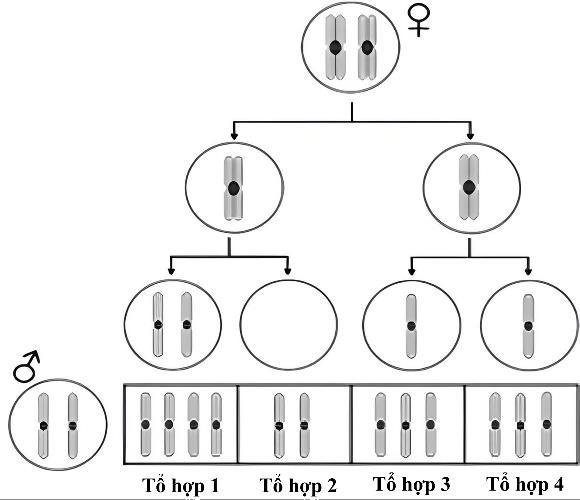 Ở một loài động vật lưỡng bội, trong quá trình giảm phân ở một số tế bào có cặp NST số 2 không phân li, các cặp NST khác phân li bình thường. (ảnh 1)