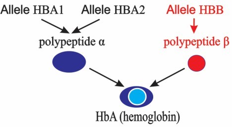 HbA là loại hemoglobin phổ biến nhất ở cơ thể người, được cấu tạo từ hai chuỗi polypeptide α và hai chuỗi polypeptide β. Trong đó hai chuỗi polypeptide α do hai gene cùng nằm trên nhiễm sắc thể số 16 là HBA1 (ảnh 1)