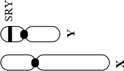 Gene SRY trên vùng không tương đồng của nhiễm sắc thể giới tính Y ở người, được mô tả như Hình 10. Gene SRY hoạt động như “công tắc” khởi động chương trình phát triển sinh dục đực ngay từ giai đoạn phôi thai. (ảnh 1)