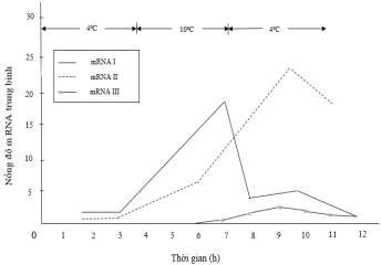 Loài nhuyễn thể Thysanoessa inermis đã thích nghi với môi trường nước biển lạnh (4oC). Loài này có một vài gene HSP mã hóa protein chống sốc nhiệt (HSP).  (ảnh 1)