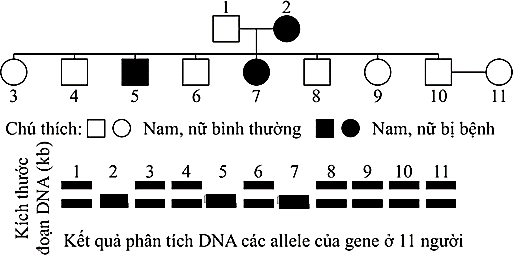 Hình dưới đây mô tả sơ đồ phả hệ một bệnh di truyền ở người, bệnh do một trong hai allele của một gene quy định. Kết quả phân tích các đoạn DNA mang các allele trên gene này của 11 người trong phả hệ được thể hiện trong bảng điện di dưới đây. (ảnh 1)