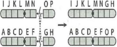 Hình bên mô tả cơ chế phát sinh dạng đột biến cấu trúc NST nào sau đây? (ảnh 1)