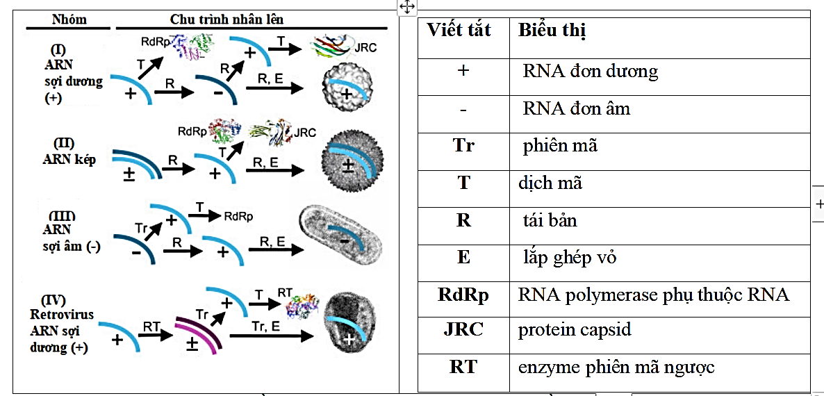 Cho sơ đồ chu trình nhân lên của một số loại virus có vật chất di truyền là RNA sau:  Virus SARS-CoV2 và HIV đều là nhóm virus có vật liệu di truyền là RNA. Chúng thuộc nhóm virus nào? Hãy cho biết sự khác biệt về cơ chế tái bản của 2 virus này. (ảnh 1)