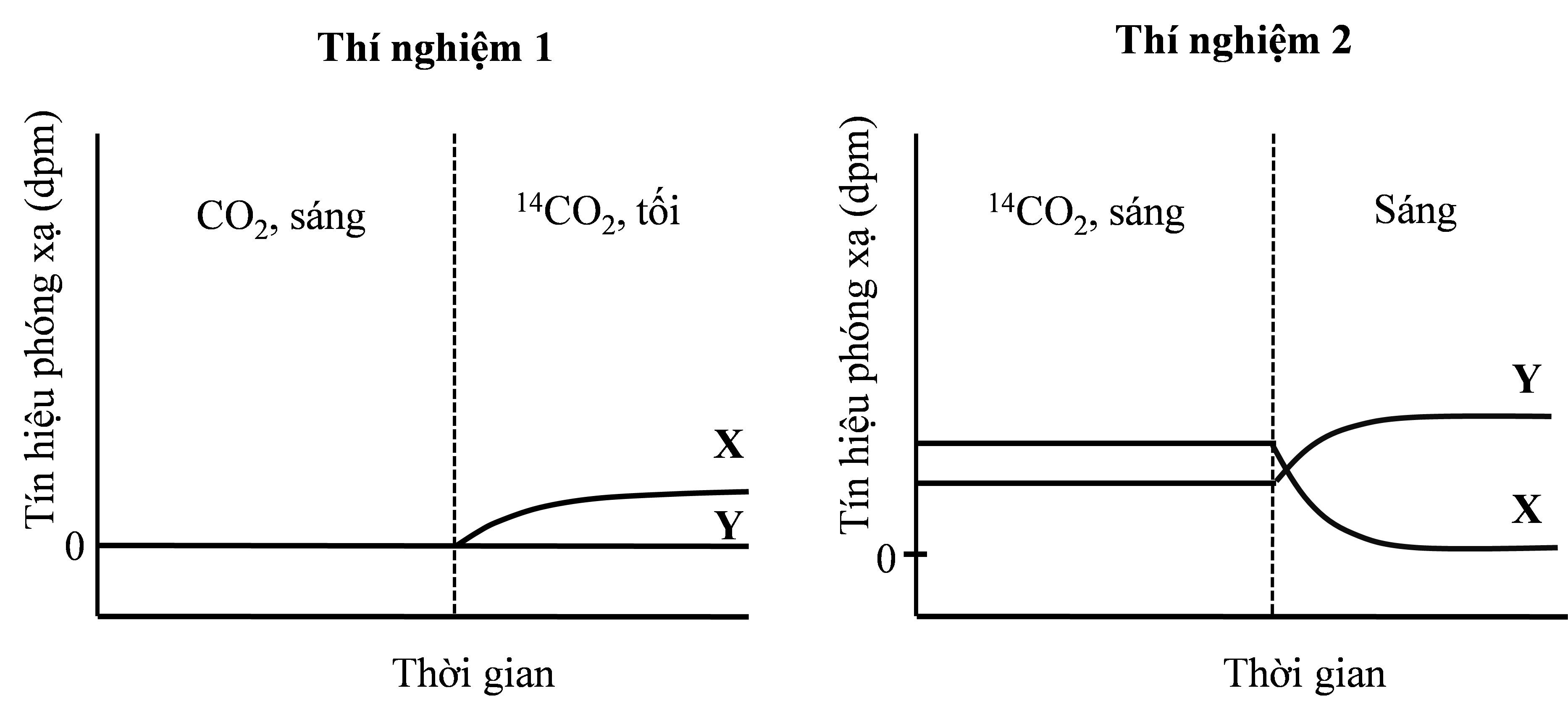 Tảo đơn bào Chlorella được dùng để nghiên cứu sự có mặt của 14C trong hai hợp chất hữu cơ X và Y thuộc chu trình Calvin bằng cách bổ sung 14CO2 vào môi trường nuôi và đo tín hiệu phóng xạ trong hai thí nghiệm sau: (ảnh 1)