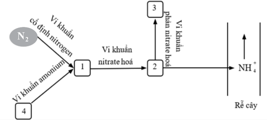 Quá trình chuyển hóa nitrogen trong tự nhiên được mô tả như sơ đồ hình 4, chú thích (1), (2), (3), (4) tương ứng với những chất nào? Hình 4  (ảnh 1)