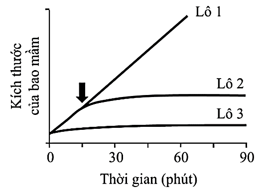 Chất A là một loại phytohormone ở thực vật. Để tìm hiểu sự ảnh hưởng của chất A đến quá trình kéo dài kích thước của bao mầm ở cây đậu, người ta tiến hành 2 thí nghiệm sau đây:   (ảnh 2)