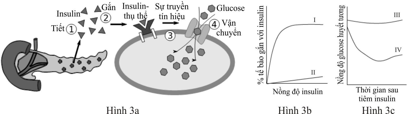 Hình dưới đây (Hình 3a) mô tả quá trình tiết insulin và cơ chế insulin làm tăng hấp thu glucose vào tế bào. Cơ chế này gồm bốn bước được biểu diễn bởi 4 số được đánh dấu tròn từ 1 đến 4. (ảnh 1)