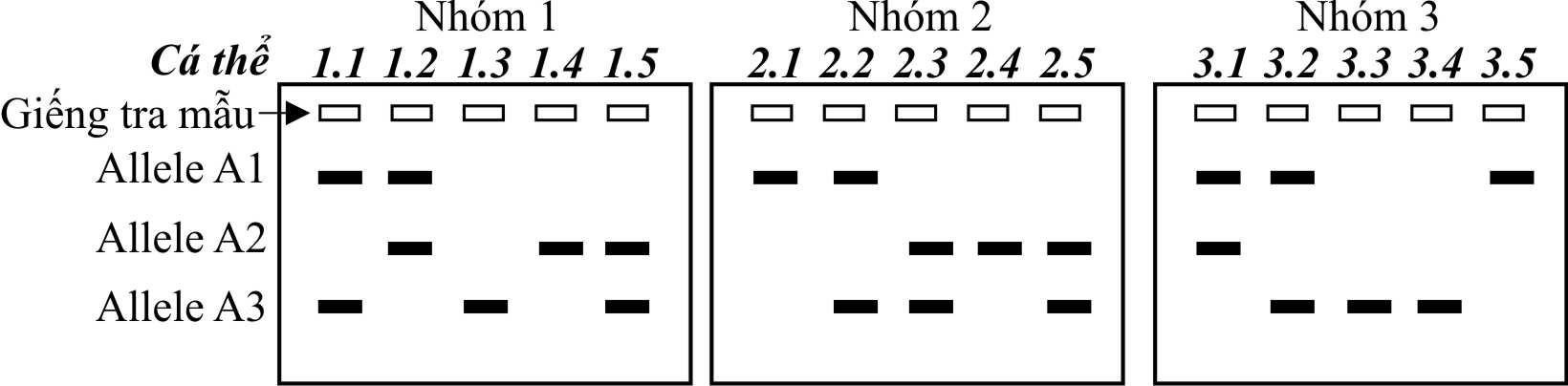 Tại một vụ án, người ta thu thập được mẫu máu do hung thủ để lại hiện trường sau đó thực hiện phản ứng PCR để khuếch đại gene K trong tế bào đó. Tiến hành giải trình tự đoạn gene K theo phương pháp Sanger, người ta thu được kết quả như Hình 5. (ảnh 2)