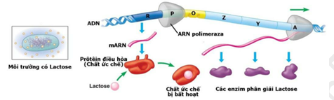 Quan sát hình ảnh sau: Hoạt động của operon Lac có thể sai sót khi các vùng, các gen bị đột biến. Các vùng, các gen khi bị đột biến thường được ký hiệu bằng các dấu – trên đầu các chữ cái (R-, P-, O-, Z-). Cho các chủng sau : (ảnh 1)