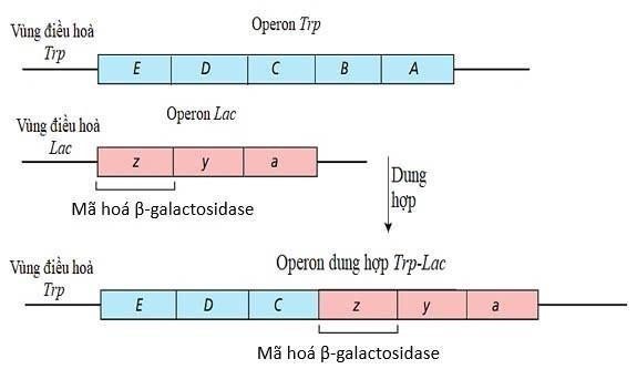 Operon Trp chứa năm gene cấu trúc: trpE, trpD, trpC, trpB và trpA, mã hóa các enzyme cần thiết để tổng hợp tryptophan. Nó cũng chịu sự điều khiển của gene điều hòa gọi là trpR. (ảnh 1)