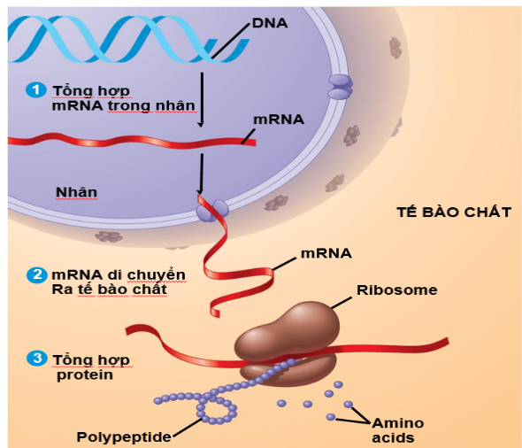 Hình bên thể hiện các giai đoạn của các cơ chế di truyền xảy ra trong tế bào. Nếu quá trình di chuyển mRNA từ nhân ra tế bào chất bị gián đoạn, điều gì sẽ xảy ra?      (ảnh 1)