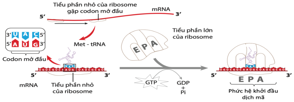 Sơ đồ sau mô tả 1 giai đoạn của cơ chế di truyền:  Phát biểu nào sau đây đúng? (ảnh 1)