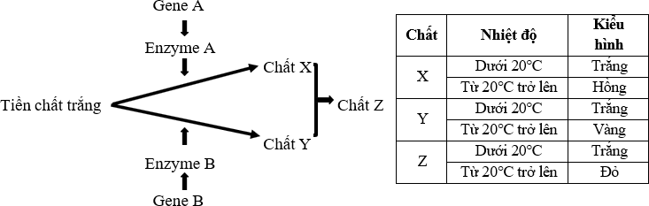 Ở một loài thực vật, tính trạng màu sắc hoa do hai cặp gene A, a và B, b phân li độc lập quy định theo sơ đồ sinh hóa dưới đây và chịu ảnh hưởng bởi nhiệt độ môi trường: (ảnh 1)