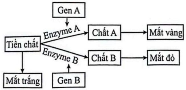 Một loài động vật, tính trạng màu mắt do 2 cặp gene Aa và Bb nằm trên nhiễm sắc thể thường, phân li độc lập quy định và được mô tả bằng hình 5. (ảnh 1)