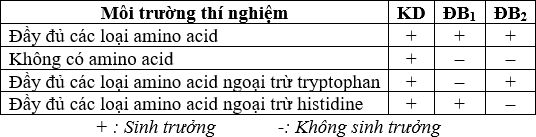 Quá trình tổng hợp amino acid trong tế bào nấm men diễn ra thông qua con đường trao đổi chất, trong đó mỗi bước phản ứng thường do các enzyme khác nhau xúc tác  (ảnh 1)