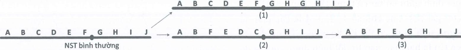 Hình sau đây mô tả các NST bị đột biến. Các chữ cái biểu diễn trình tự các đoạn trên NST. Các chữ số 1, 2, 3 đánh dấu cho các NST bị đột biến. Phát biểu nào sau đây sai? (ảnh 1)