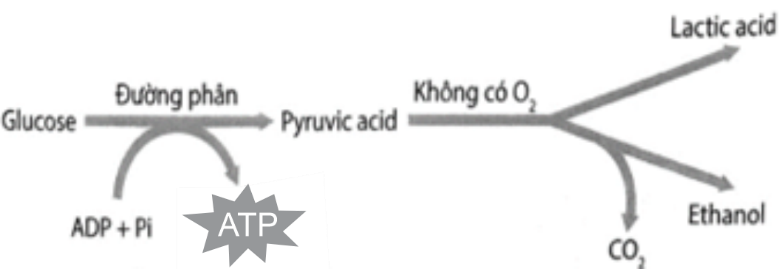 Trong hô hấp ở thực vật, hình 5 mô tả quá trình chuyển hóa glucose trong điều kiện không có oxygen. Nhận định nào sau đây không đúng? (ảnh 1)