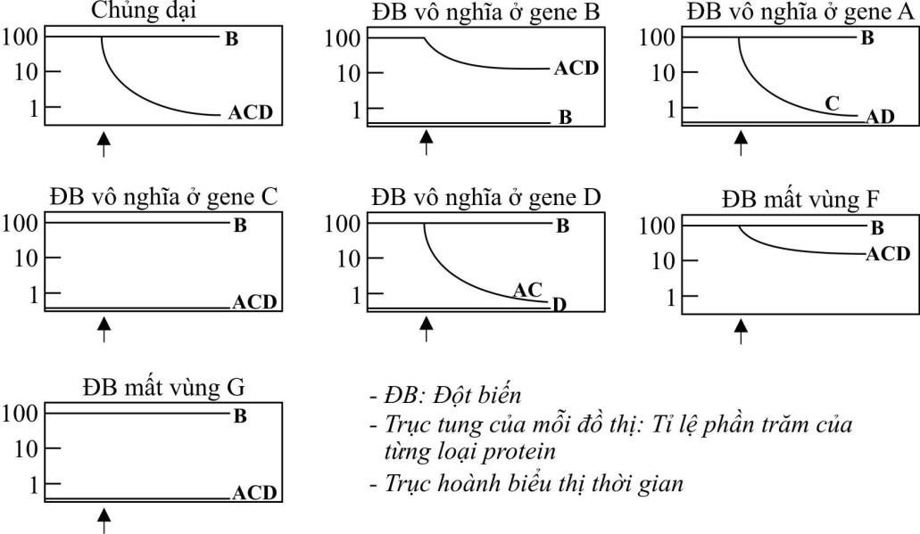 Một nhà di truyền học nghiên cứu một operon bằng cách đo mức biểu hiện của bốn gene (A, B, C và D) được tạo ra trong các tế bào vi khuẩn dại và vi khuẩn đột biến sau khi thêm hợp chất Z vào môi trường tối thiểu. (ảnh 1)