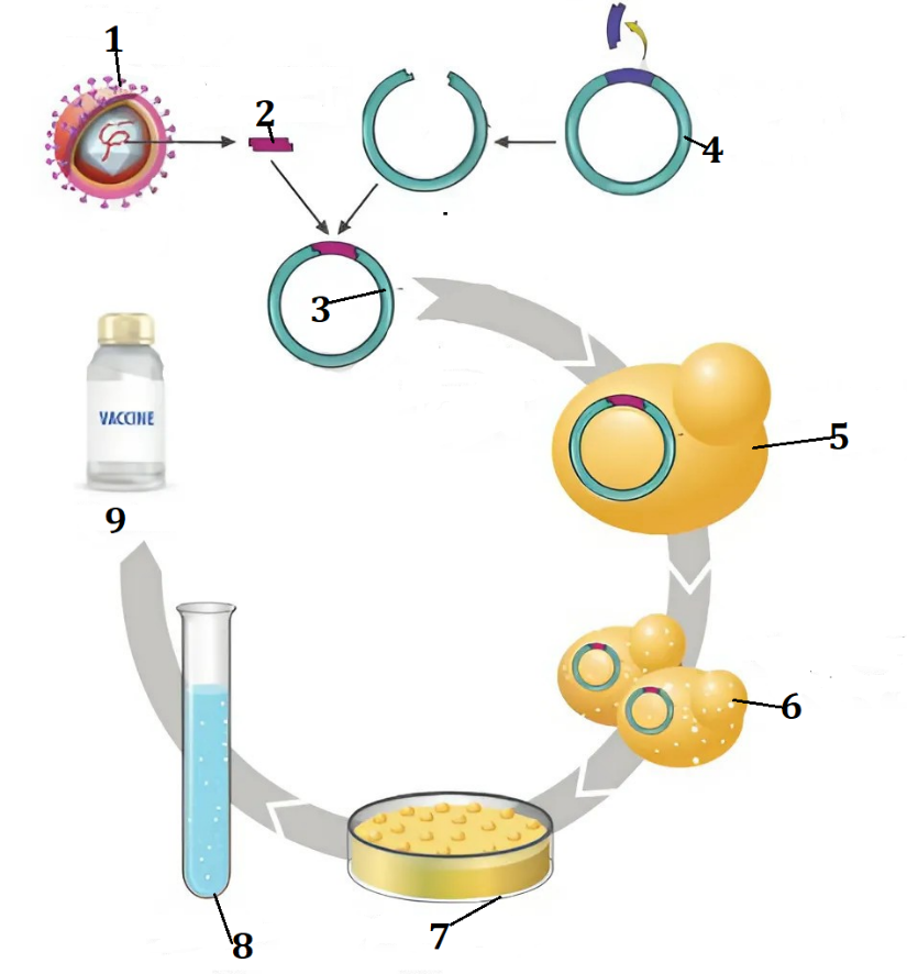 Hình bên mô tả quá trình sản xuất vaccine phòng bệnh viêm gan B do virus Hepatitis B. Theo lý thuyết, mỗi nhận định sau đây là Đúng hay Sai? (ảnh 1)