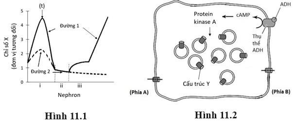 Một người bị đái tháo đường có áp suất thủy tĩnh mao mạch cầu thận là 58mmHg, áp suất keo huyết tương là 25 mmHg, áp suất thủy tĩnh trong lòng nang Bowman là 17mmHg và hệ số lọc cầu thận là 6mL/phút/mmHg. (ảnh 1)