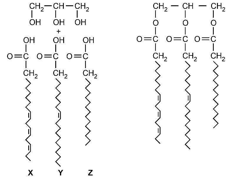 Trong tế bào nhân thực, hãy cho biết:  -  Loại RNA nào đa dạng nhất? Giải thích.  -  Loại RNA nào có số lượng nhiều nhất? Giải thích. (ảnh 1)