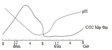 Quang hợp là một hoạt động sinh lí có vai trò quan trọng đối với thực vật. Ở mức phân tử và tế bào, thực vật C4 có những đặc điểm thích nghi nào để tăng hiệu quả của quá trình quang hợp và chống lại các tác động bất lợi từ môi trường? (ảnh 1)