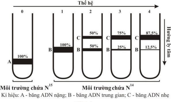 Một nhóm các nhà khoa học thực hiện lại thí nghiệm của Meselson và Stahl (1958) để nghiên cứu mô hình nhân đôi của DNA. Họ đã nuôi vi khuẩn E. coli trong môi trường chỉ có nitơ đồng vị nặng (N15) (ảnh 1)