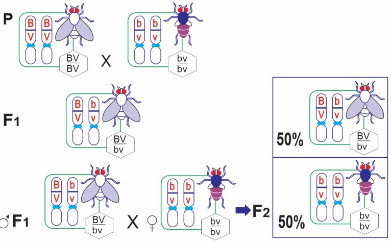 Sơ đồ sau tóm tắt cơ sở tế bào học của thí nghiệm Morgan: Có bao nhiêu nhận định sau đây đúng? (ảnh 1)
