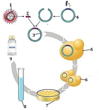 Hình 6 mô tả quá trình sản xuất vaccine phòng bệnh viêm gan B do virus Hepatitis B. Theo lý thuyết, nhận định nào sau đây sai? (ảnh 1)
