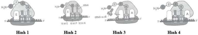 Trong quá trình dịch mã, giai đoạn kéo dài chuỗi polypeptide được mô tả qua hình ảnh sau: Hãy sắp xếp các hình mô tả các giai đoạn kéo dài chuỗi polypeptide theo đúng trật tự. Thể hiện kết quả bằng cách viết liền các số của hình tương ứng. (ảnh 1)