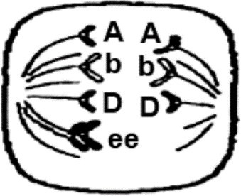 Một nhà khoa học tiến hành nhuộm các tế bào sinh dục được tách ra từ vùng sinh sản ở con đực của 1 cá thể động vật, quan sát thấy 1 tế bào có hiện tượng được mô tả ở hình dưới.  (ảnh 1)