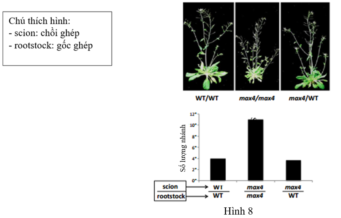 a) Ngoài auxin và cytokinin liên quan tới sự phát sinh cành, gene MAX4 được cho là quy định sự hình thành phân tử tín hiệu trigolactone và các dẫn xuất của nó có tác dụng ức chế sự phát sinh cành. (ảnh 1)