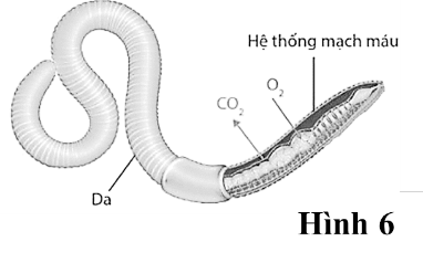 Qua quá trình hô hấp ở động vật và hình 6 mô tả quá trình hô hấp ở giun đất, nhận định nào sau đây không đúng? (ảnh 1)