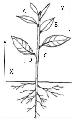 Hai loại hormone X và Y ở thực vật có nơi tổng hợp và sự vận chuyển được minh họa trên Hình 6.1. Hãy xác định: -  Hãy cho biết tên của hai loại hormone này? (ảnh 1)