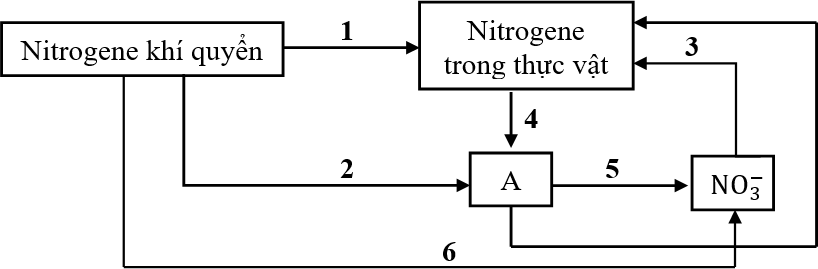 Hình 3 mô tả chu trình chuyển hóa nitrogen trong tự nhiên. Các bước chuyển hóa được ký hiệu lần lượt từ 1 đến 6. Chất A là chất gì? Khi diện tích rừng suy giảm, hàm lượng chất A trong đất sẽ thay đổi như thế nào? Giải thích. (ảnh 1)