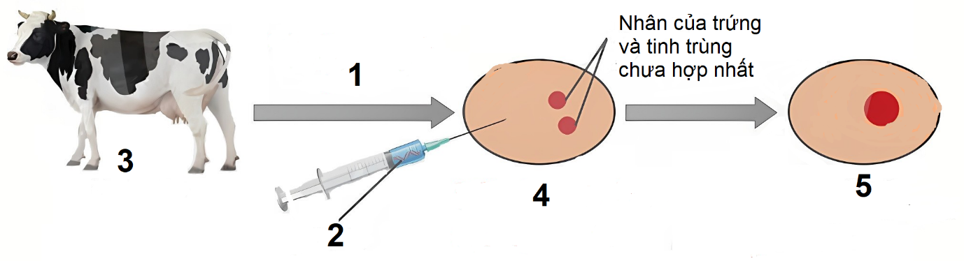 Hình dưới mô tả một giai đoạn của nguyên lí tạo động vật biến đổi gene. Theo lý thuyết, mỗi nhận định sau đây là Đúng hay Sai? (ảnh 1)