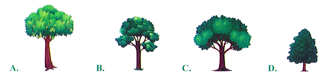 Trong hình dưới đây, cây cao nhất là: (ảnh 1)