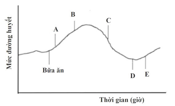 Cơ thể con người duy trì mức đường huyết cân bằng nội môi trong máu dưới 100mg/dL (5,6mmol/L). Tuyến tuỵ là một cơ quan tạo ra các enzym tiêu hoá (amylase, trypsin và lipase) và các hormone đối kháng (insulin và glucagon) (ảnh 1)