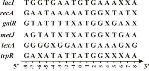 Để nghiên cứu tốc độ tích lũy đột biến thay thế nucleotide trên gene, các nhà khoa học đã so sánh trình tự nucleotide ở vùng đầu (chứa trình tự nucleotide mã hóa tín hiệu nhận biết và tiến hành dịch mã của ribosome) của 149 gene của E. coli. (ảnh 1)