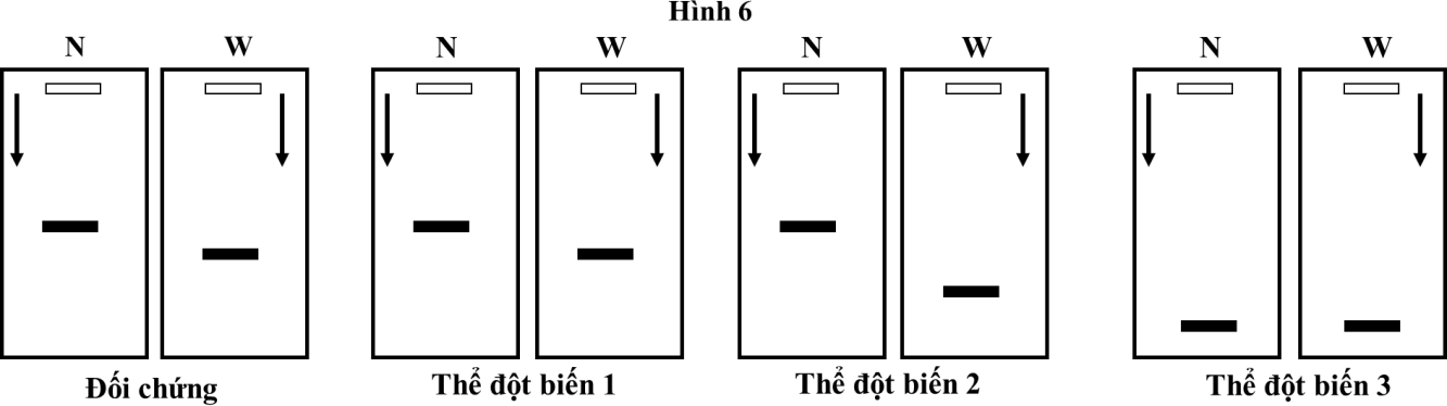 Để xác định được các kiểu đột biến của một gene ở một loài thực vật, các nhà khoa học đã tách chiết mRNA trưởng thành của gene và chuỗi polypeptide (ảnh 1)