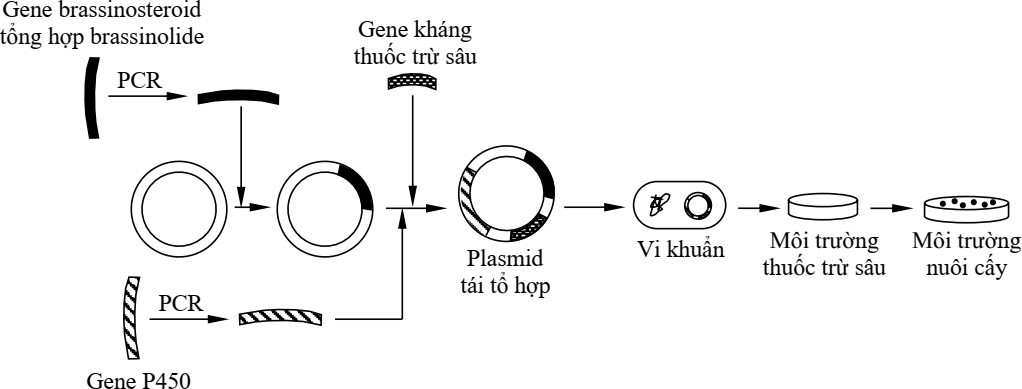 Các nhà khoa học đã phát hiện ra rằng, một loại hormone thực vật – brassinolide – có thể thúc đẩy quá trình phân hủy và chuyển hóa thuốc trừ sâu trong cây. (ảnh 1)