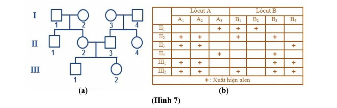 Xét 2 locus gene A và B thuộc nhiễm sắc thể số 21, locus A có 3 allele A1, A2, A3, locus B có 4 allele B1, B2, B3, B4. (ảnh 1)